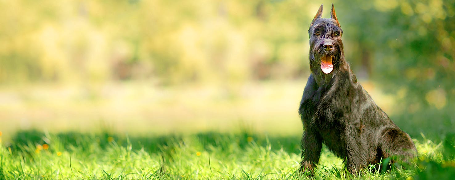 Dog Names That Start With As Popular Male And Female Names Wag 